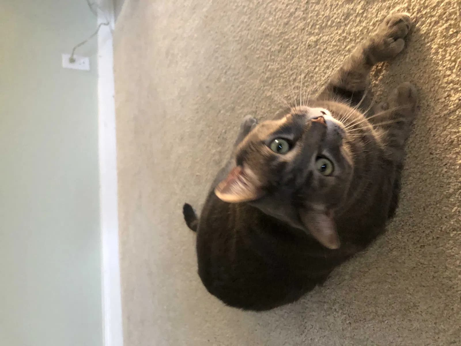 Ernie, back home in Texas