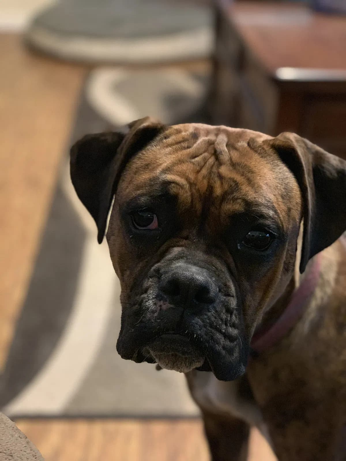 Roxie, back home in California