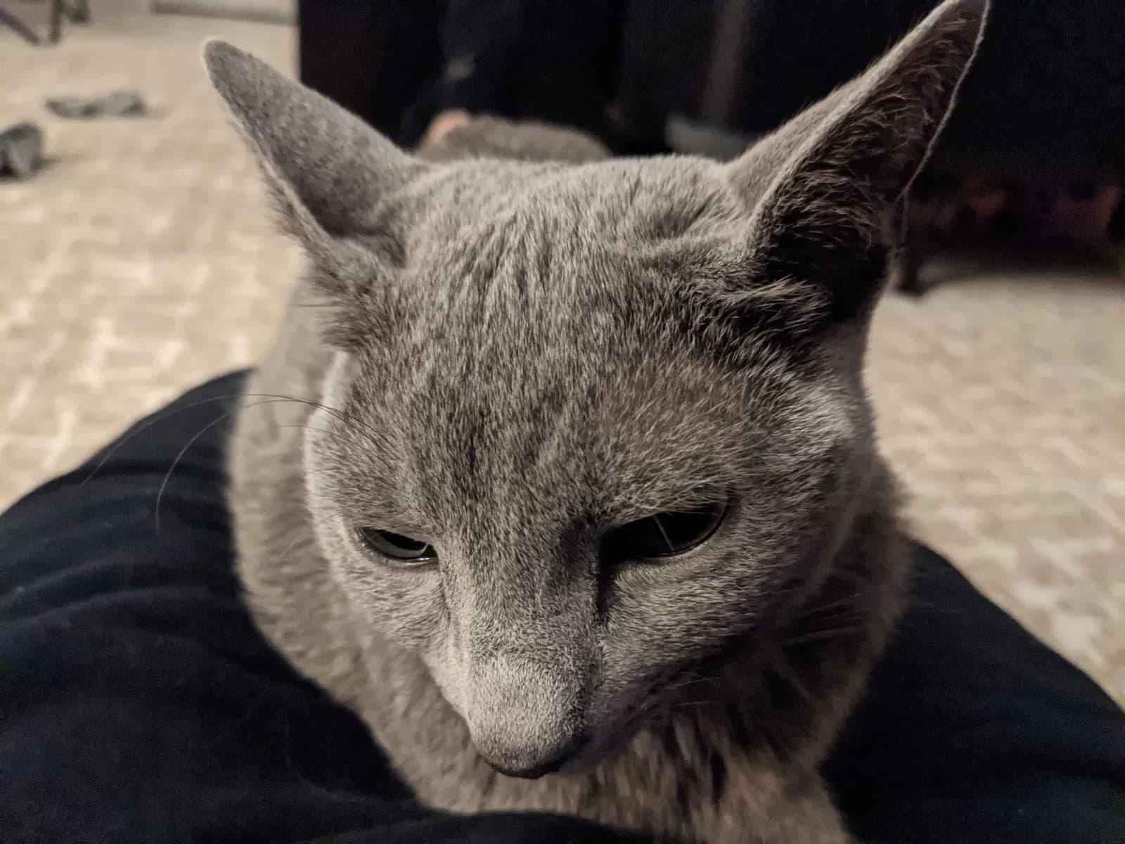 Gatsby, back home in Virginia