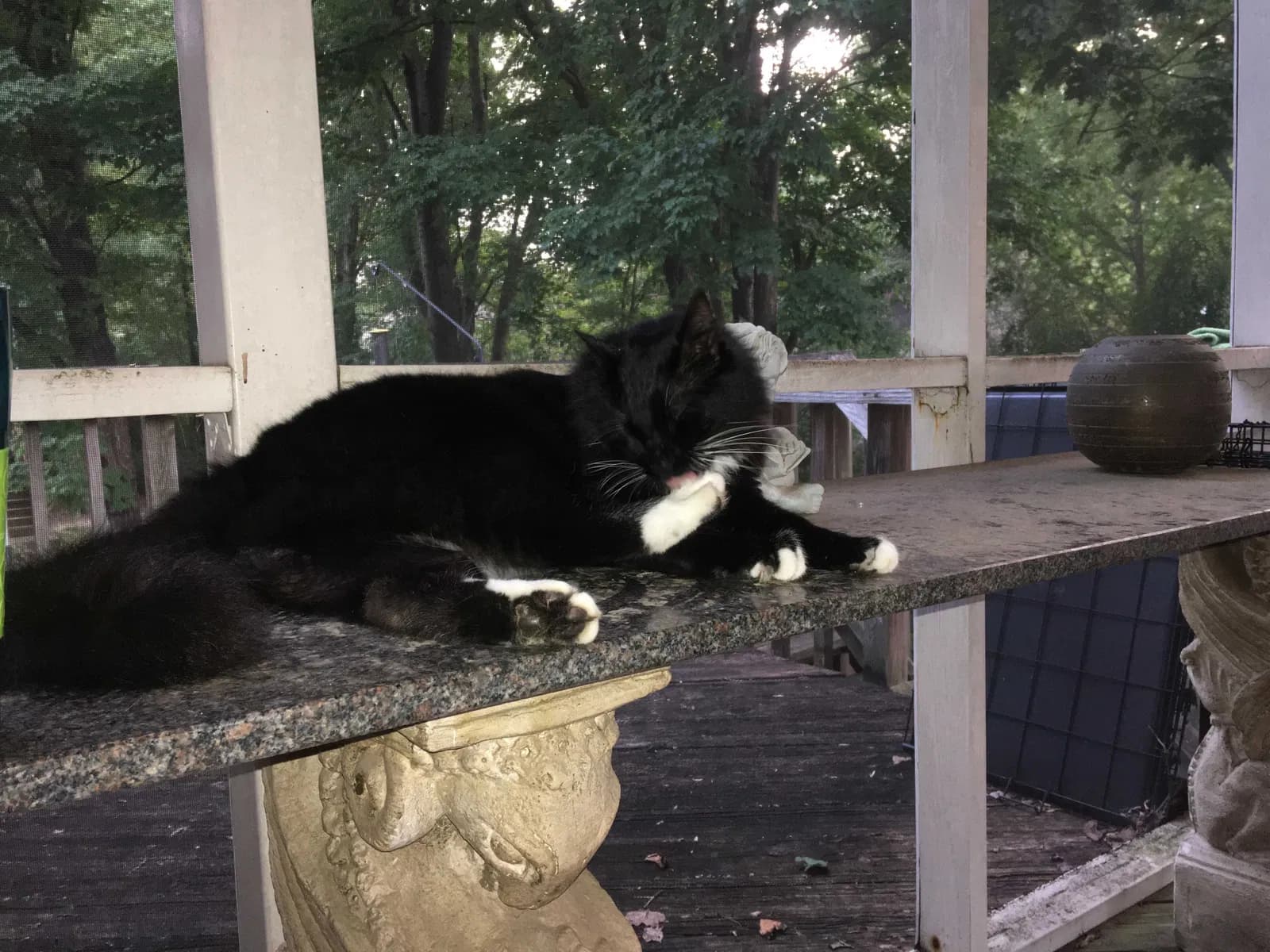 Milo, back home in Virginia