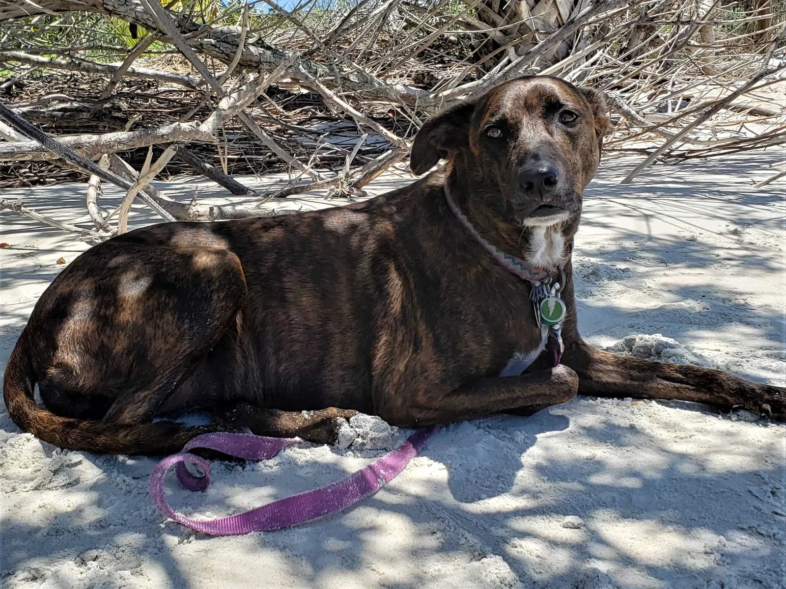 Hiker Mae, back home in Florida