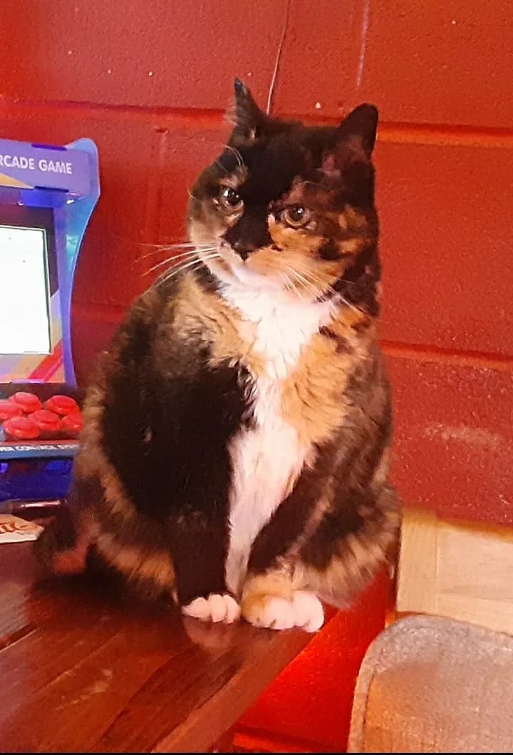 Fatcat (Fatty or FC), back home in New York