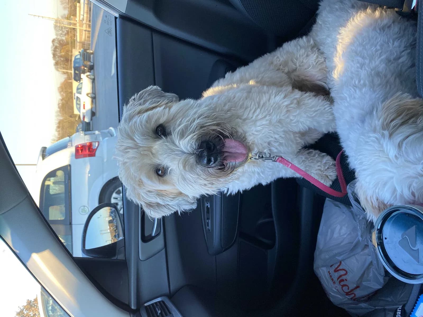 Lola, back home in Missouri