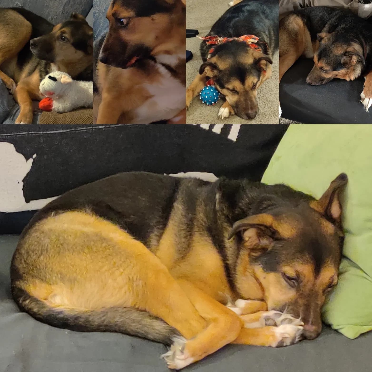 Kakashi (Kashi), back home in Washington