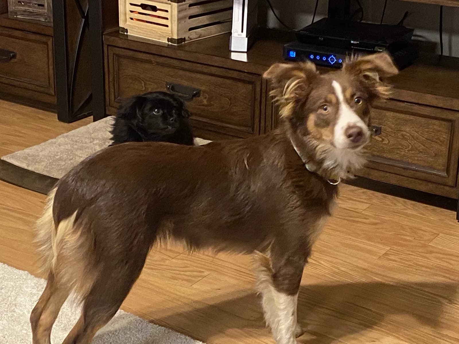 Nala, back home in South Carolina