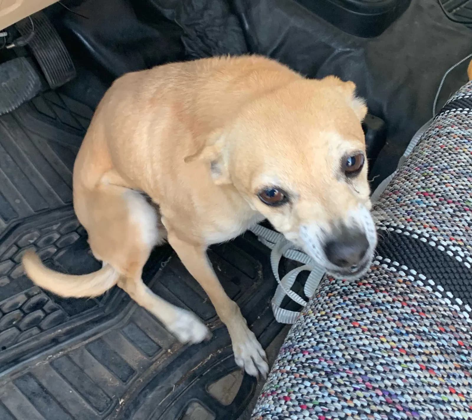 Princess, back home in New Mexico