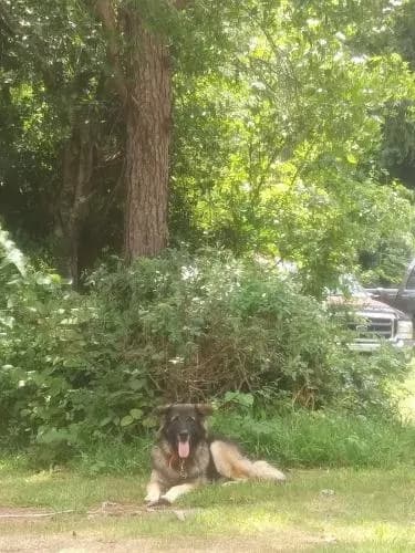 Majic, back home in Alabama