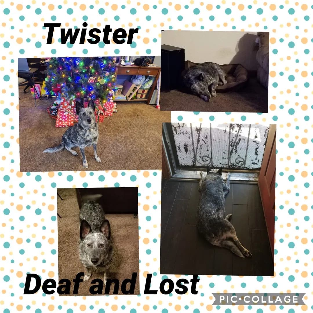 Twister, back home in California