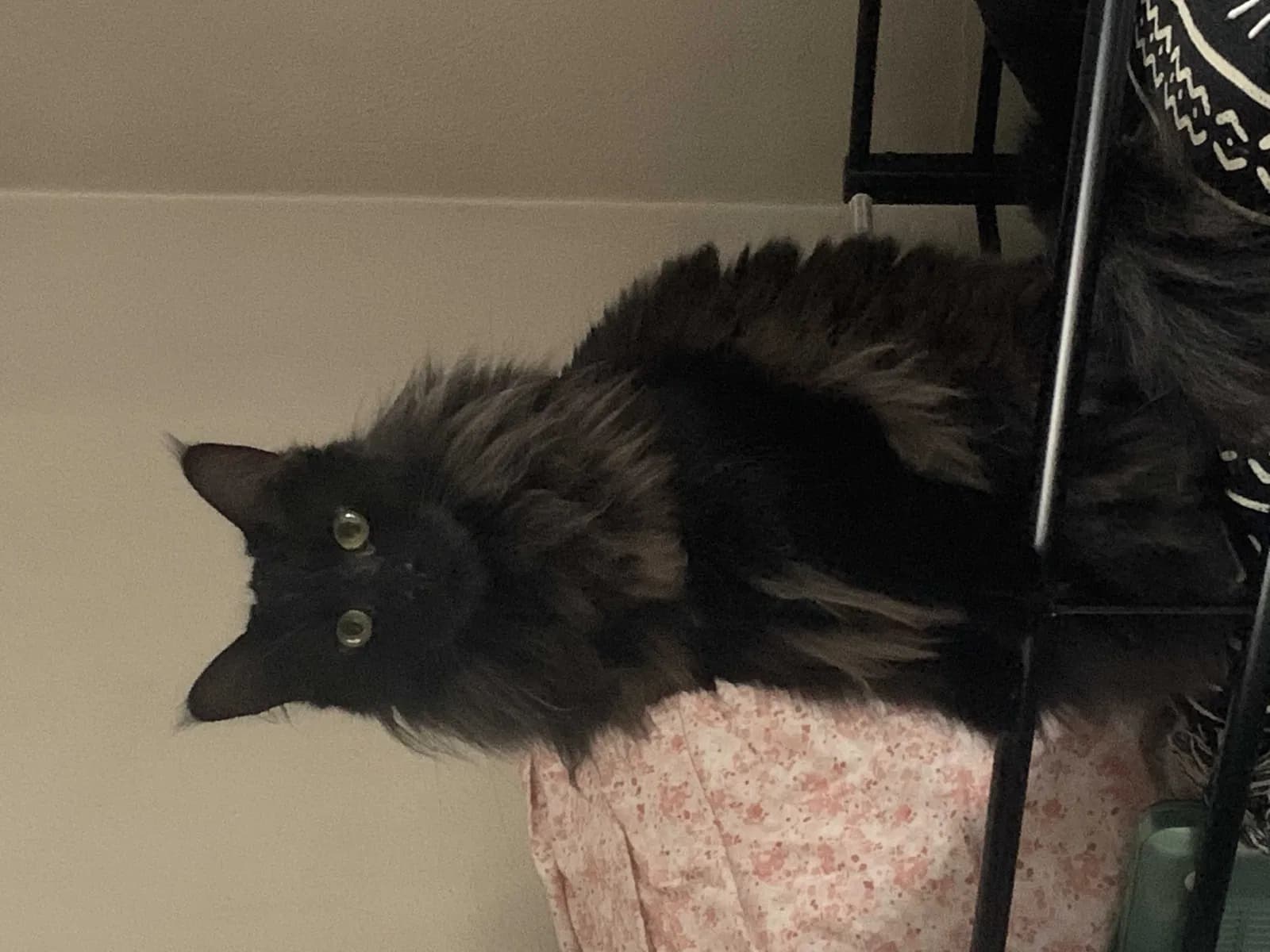 Tuna, back home in North Carolina