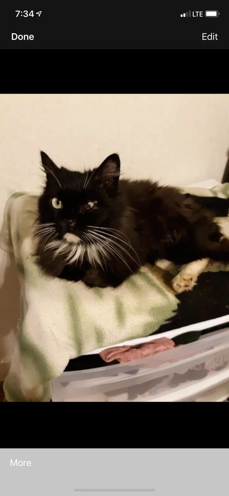 Pursnickitty, back home in South Carolina