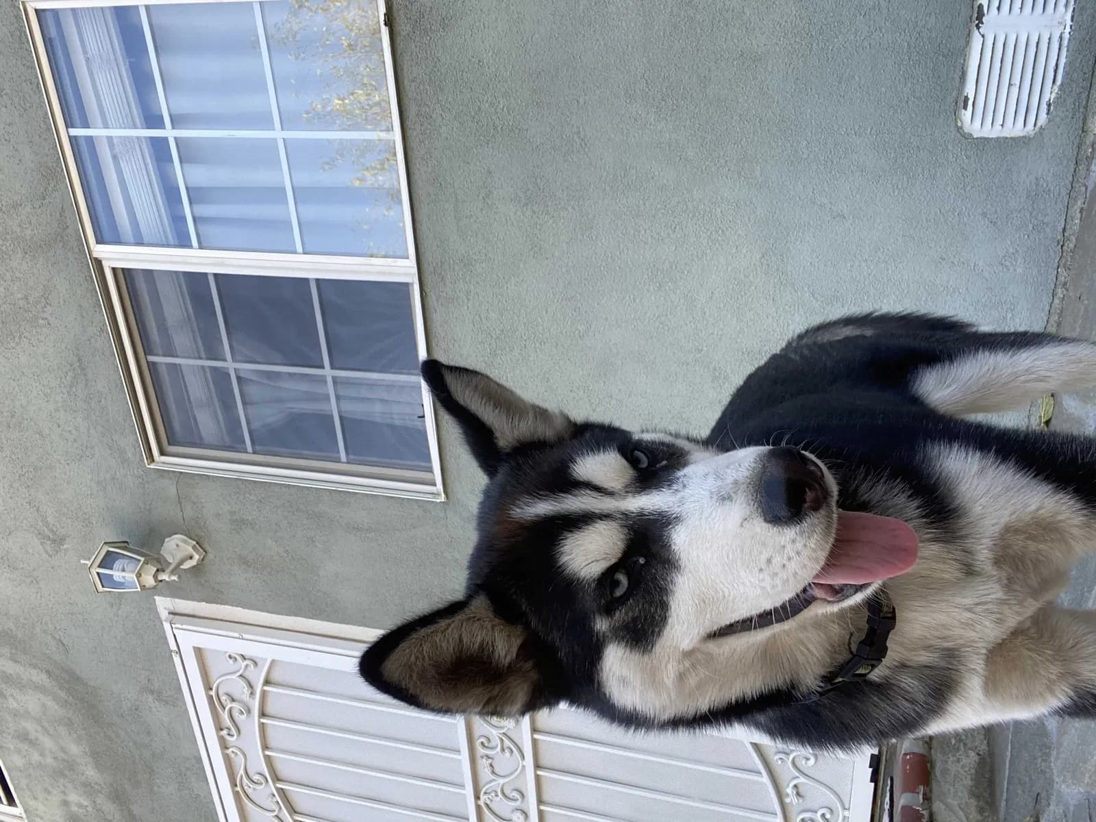 Miko, back home in California