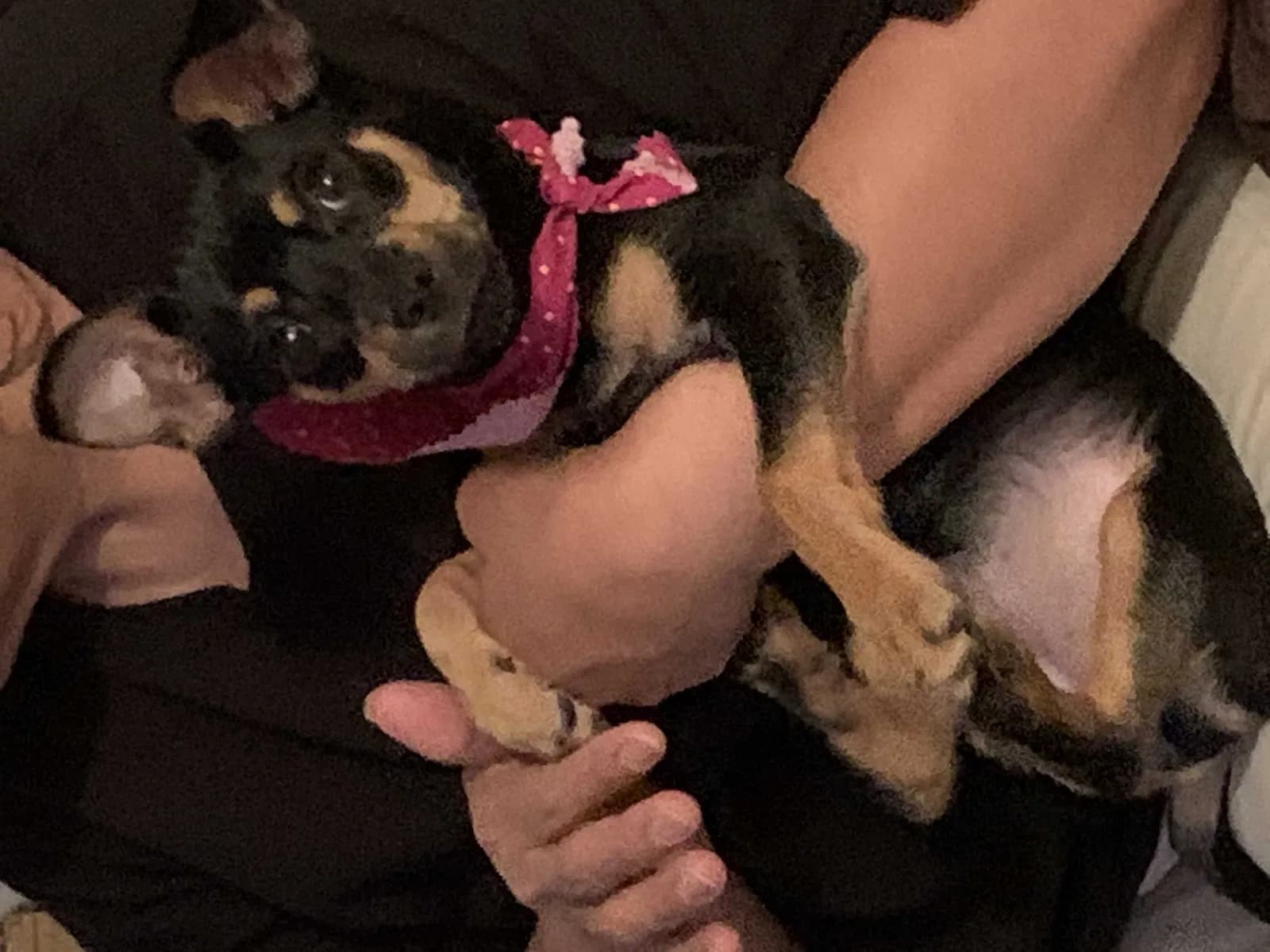 Nina, back home in Florida