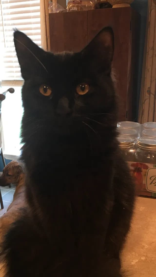 Baby Bear, back home in South Carolina
