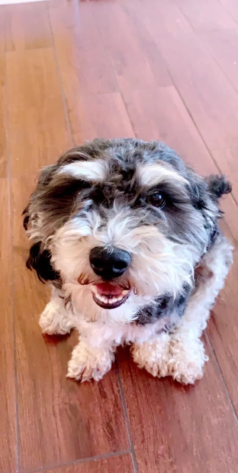 Oreo, back home in California