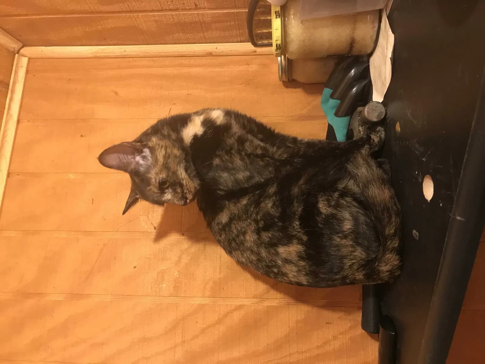 Esmeralda, back home in Ohio