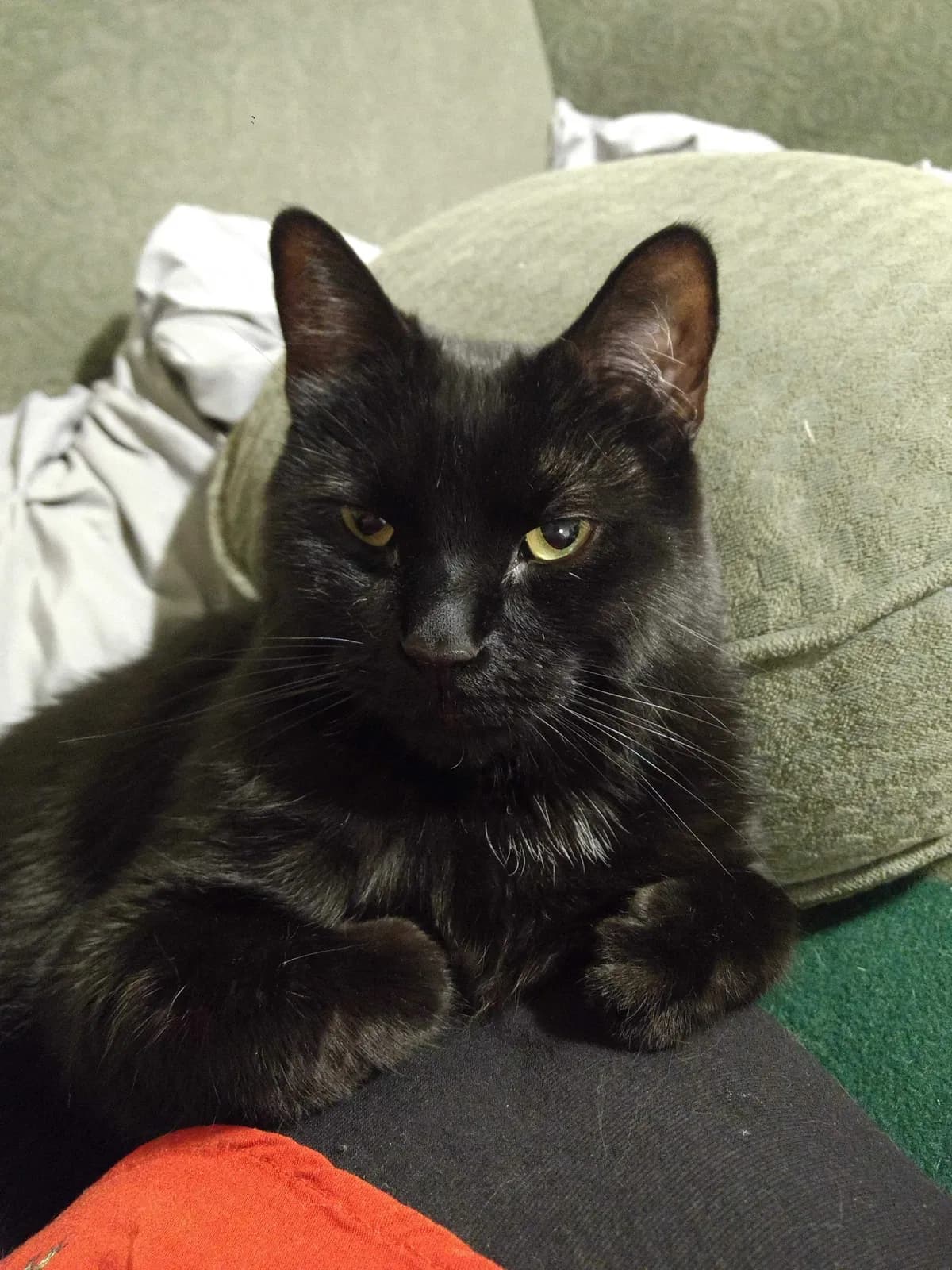 Nyx, back home in Idaho