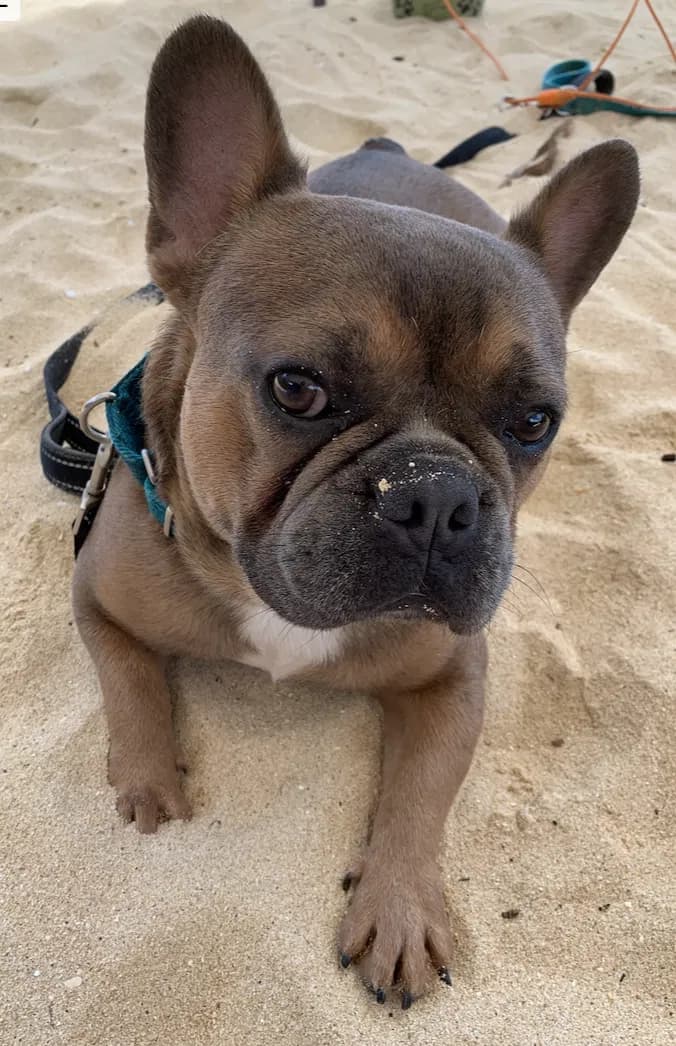 Nikita, back home in Hawaii