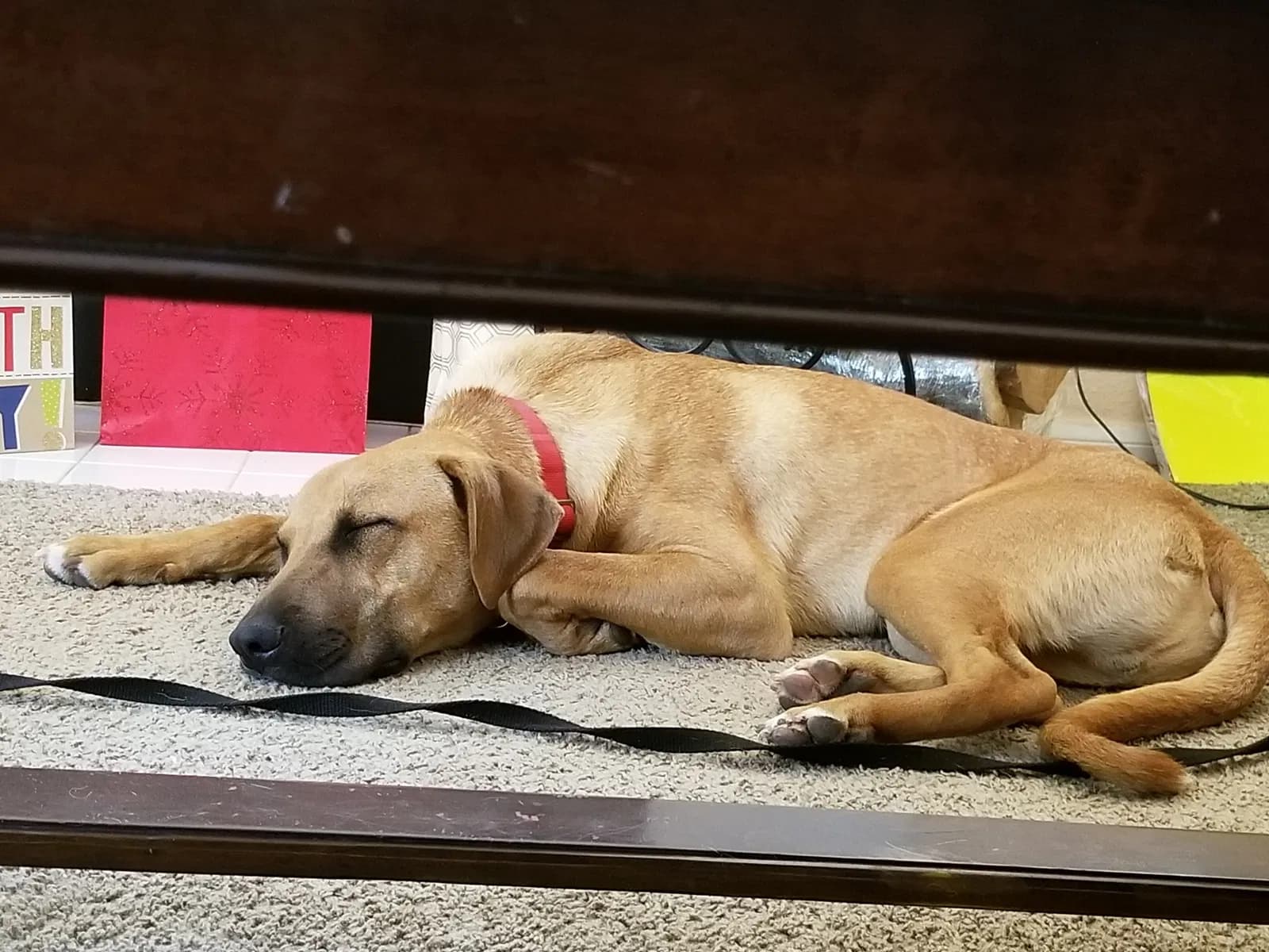 Charlie, back home in California