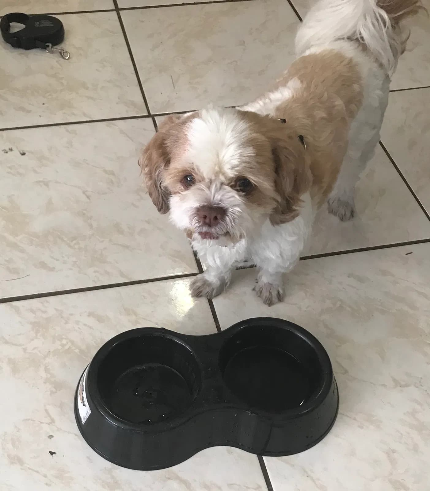 Toby/Tobias, back home in Florida