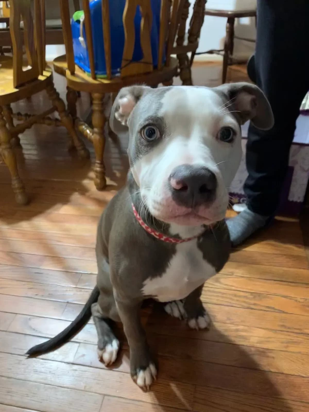 Rocky, back home in Maryland