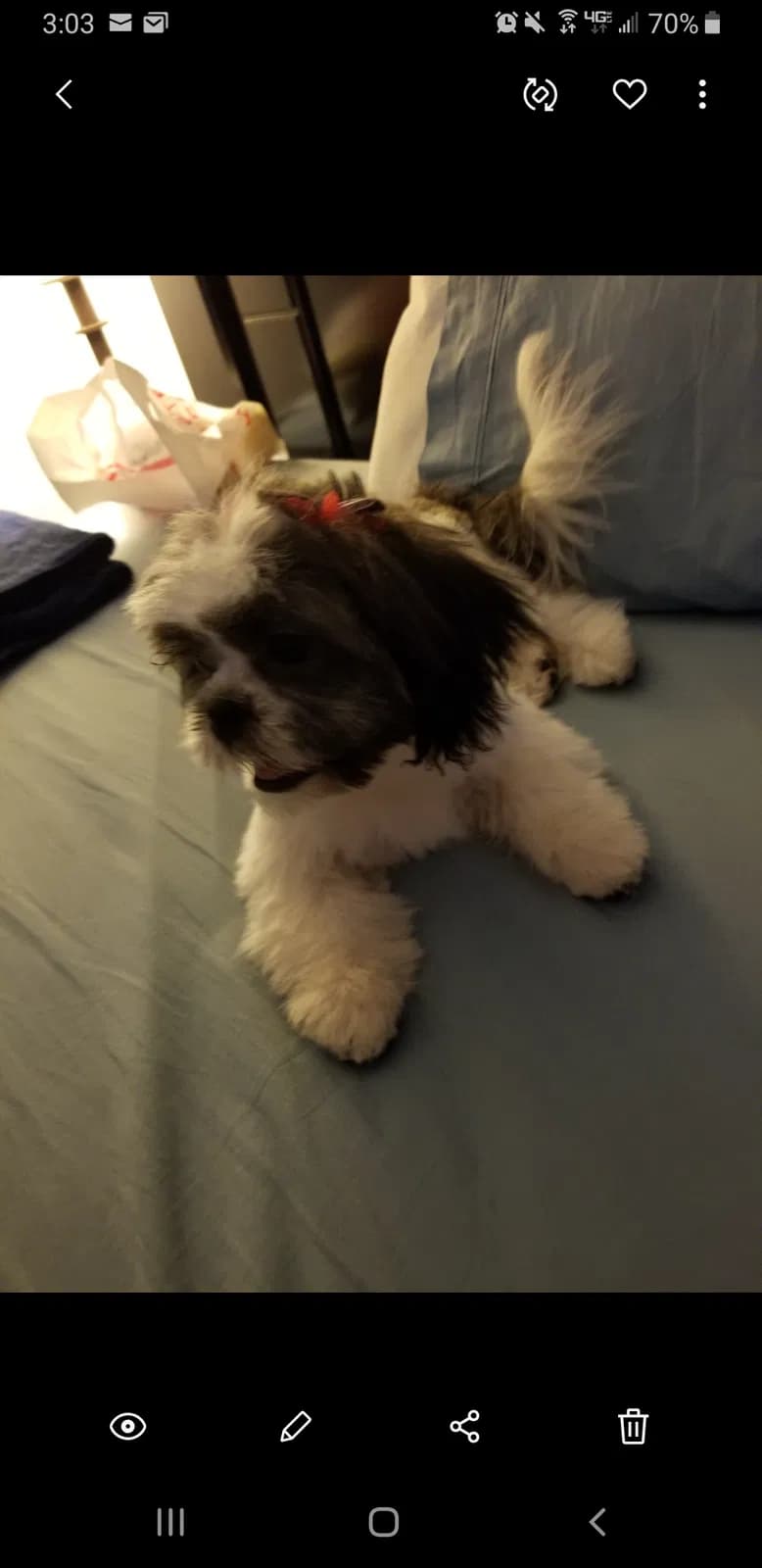 Princess, back home in Louisiana