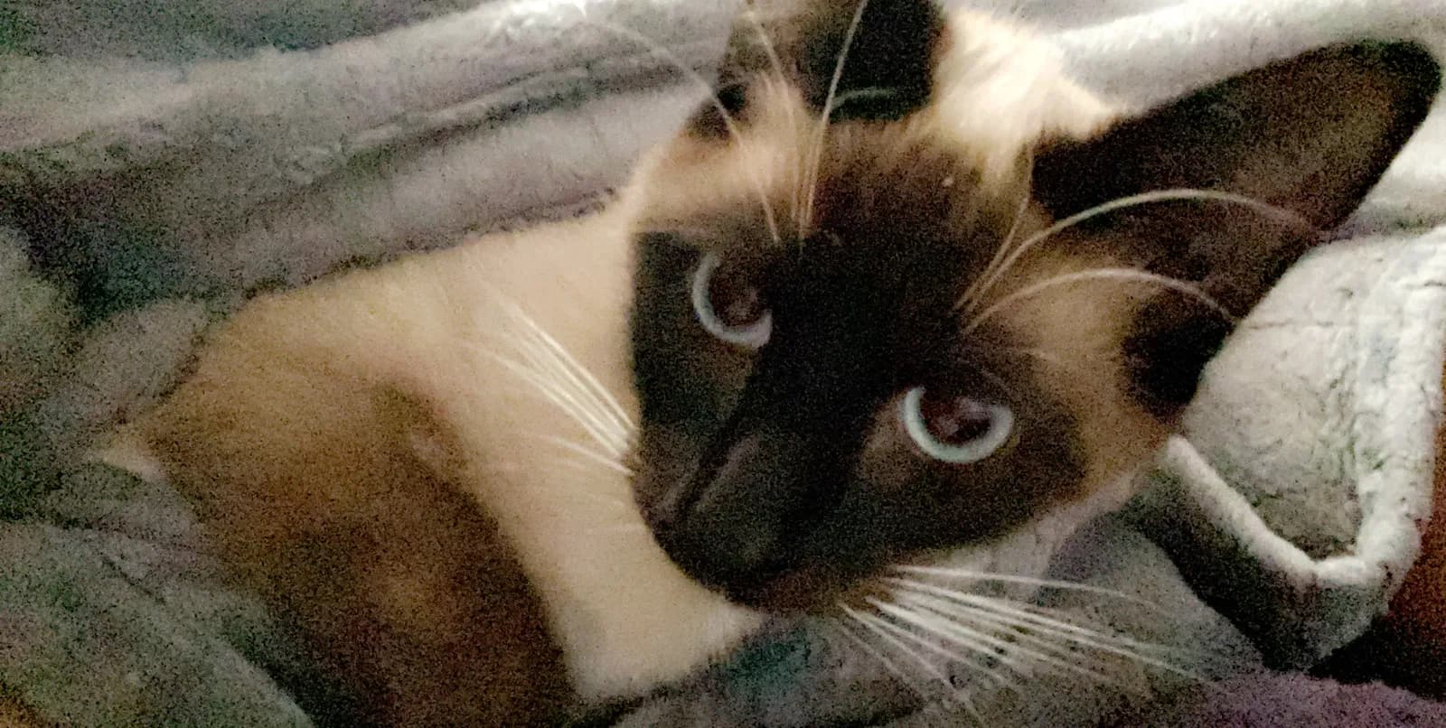 Luna, back home in California