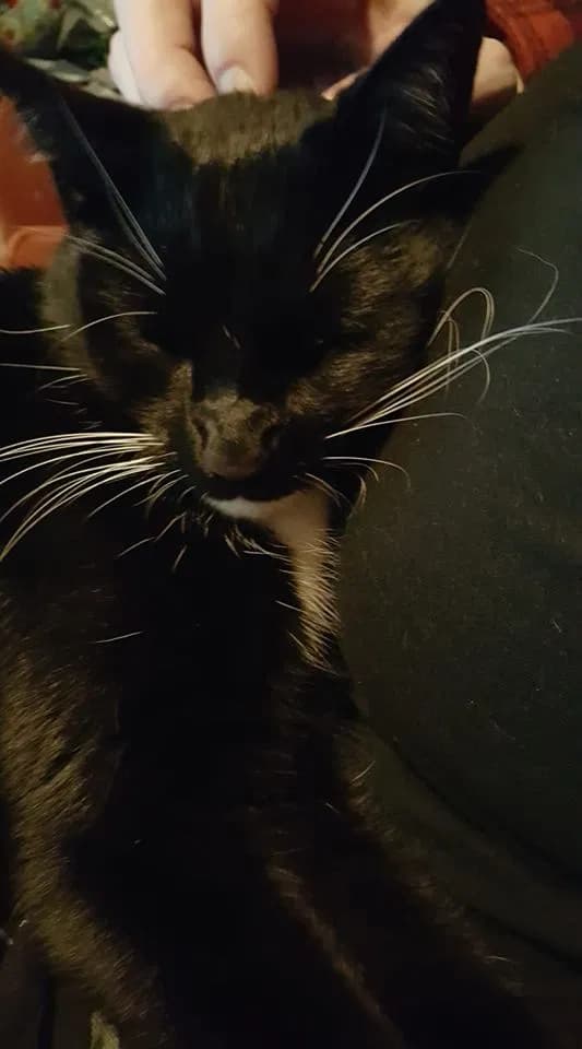 Bubba, back home in California