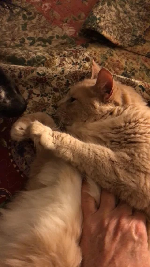 Buttercup, back home in North Carolina