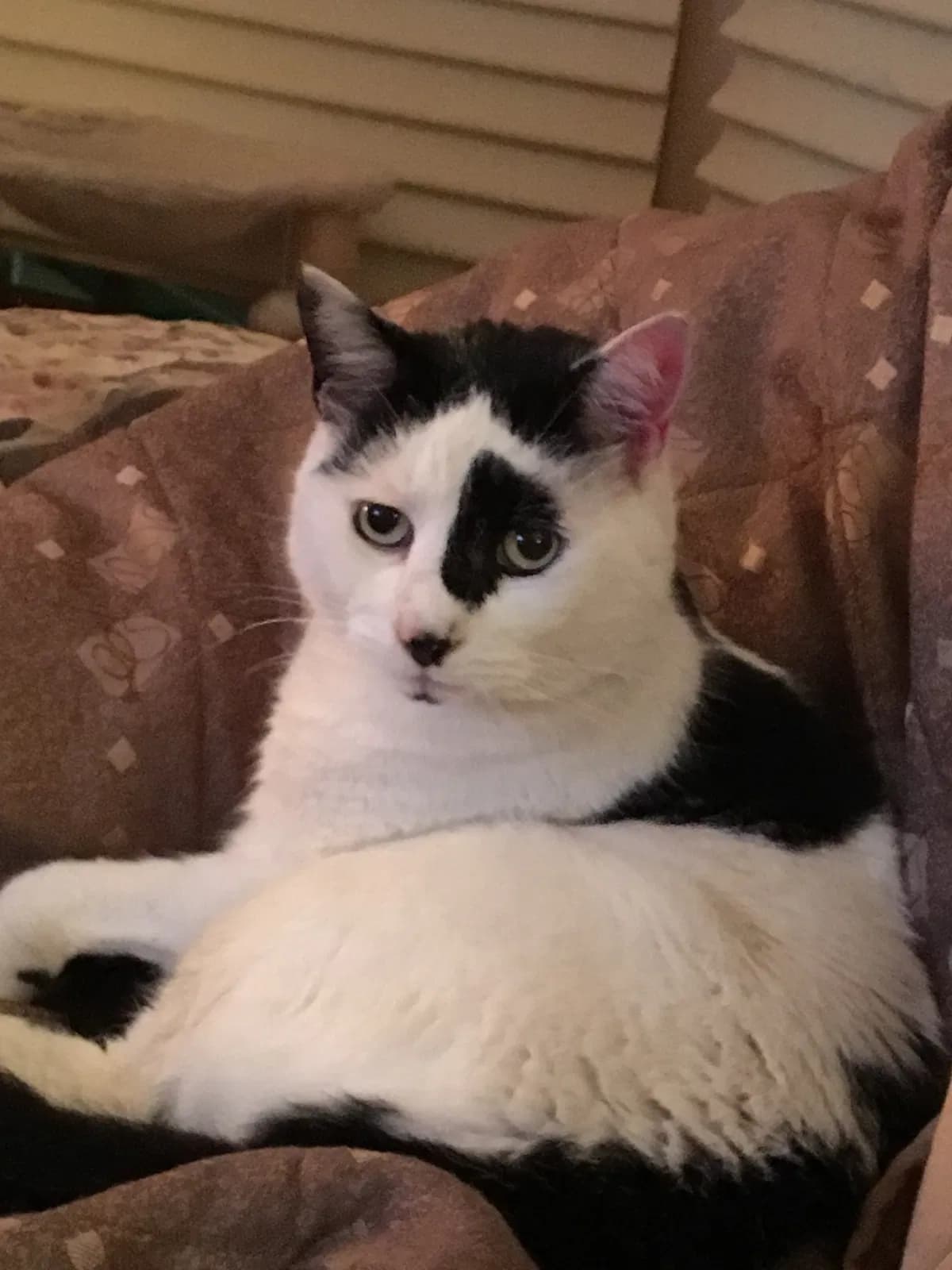Bubba, back home in Staten Island NY