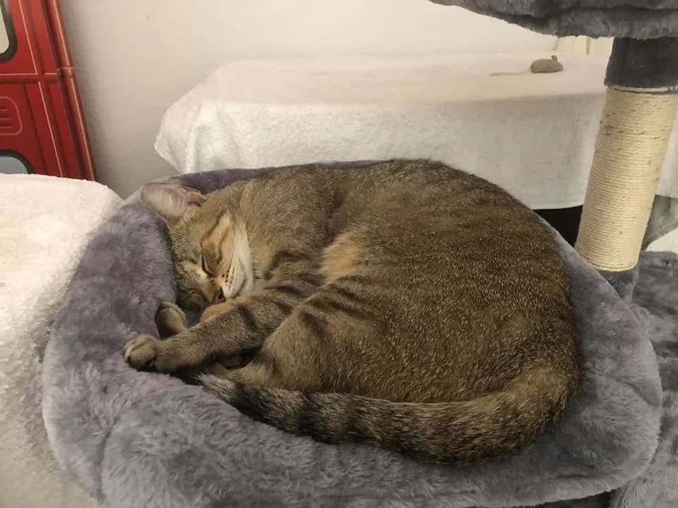 Luna Abby, back home in Florida