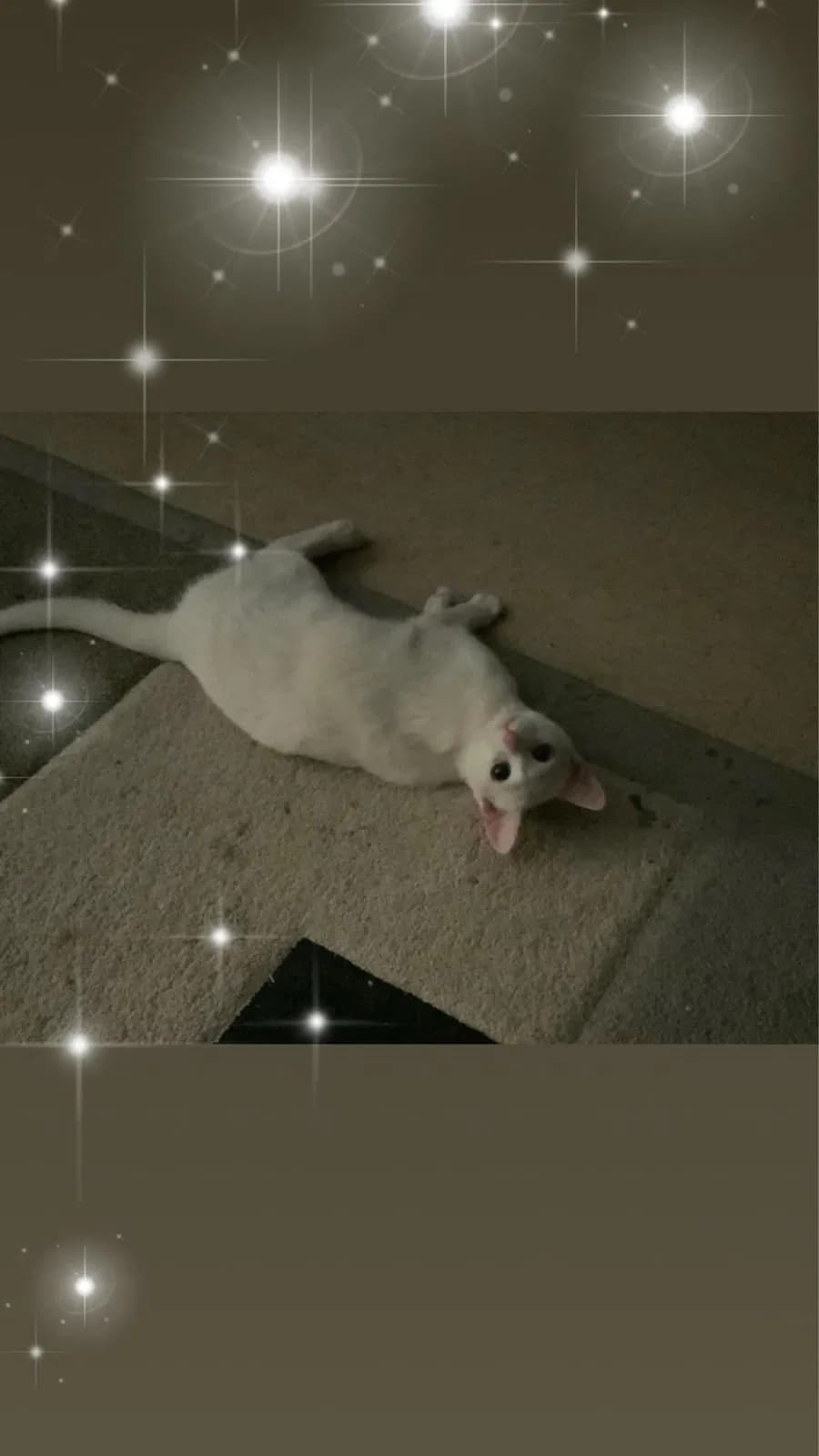 Princess aka Felix, back home in California