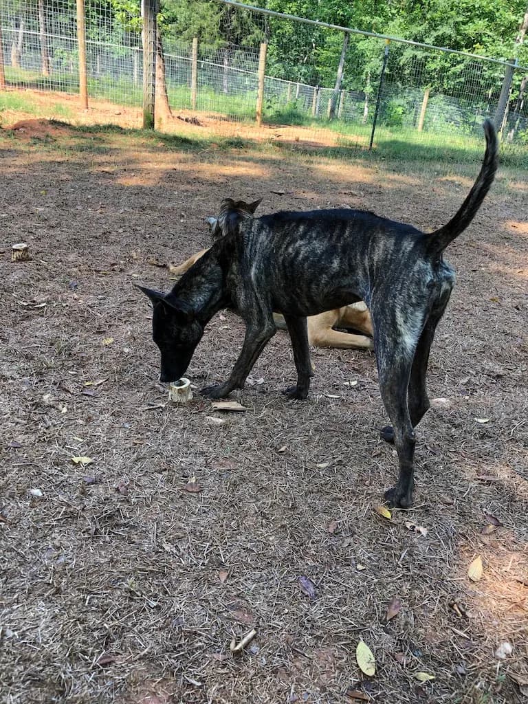 Piper, back home in South Carolina