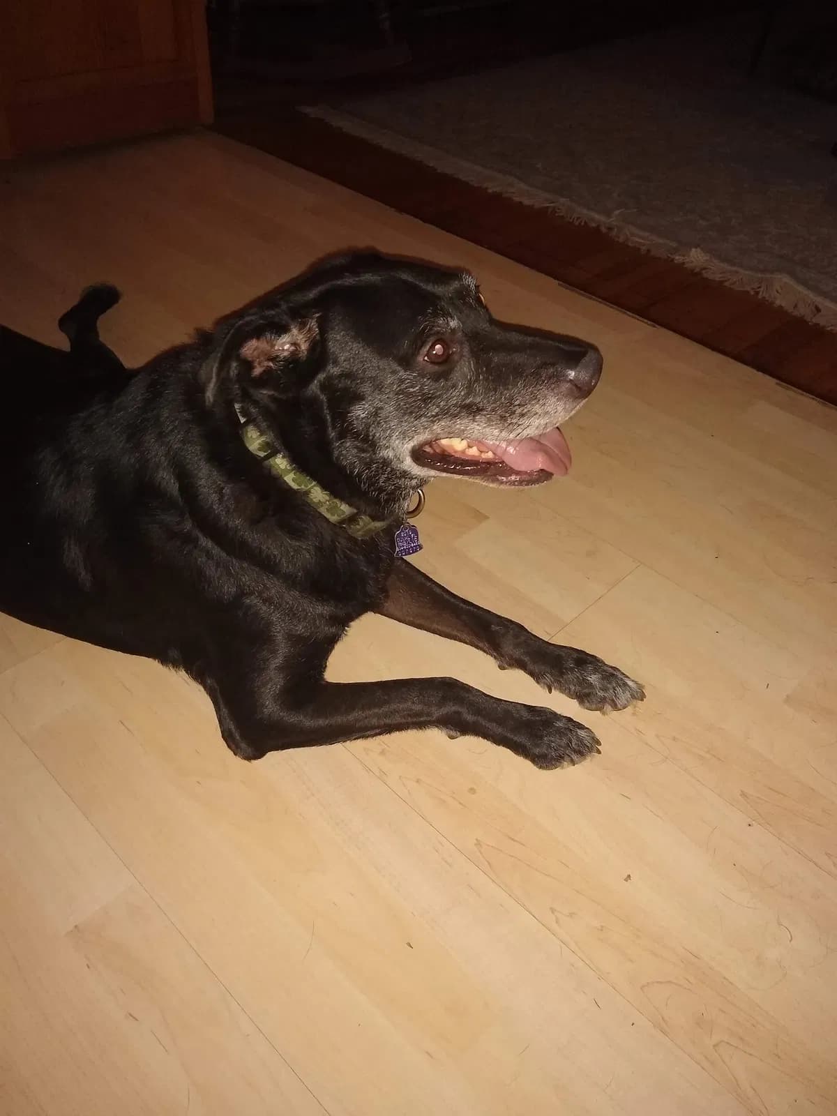 Rocky, back home in Florida