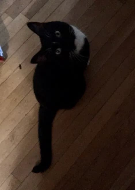 Tino, back home in Kansas
