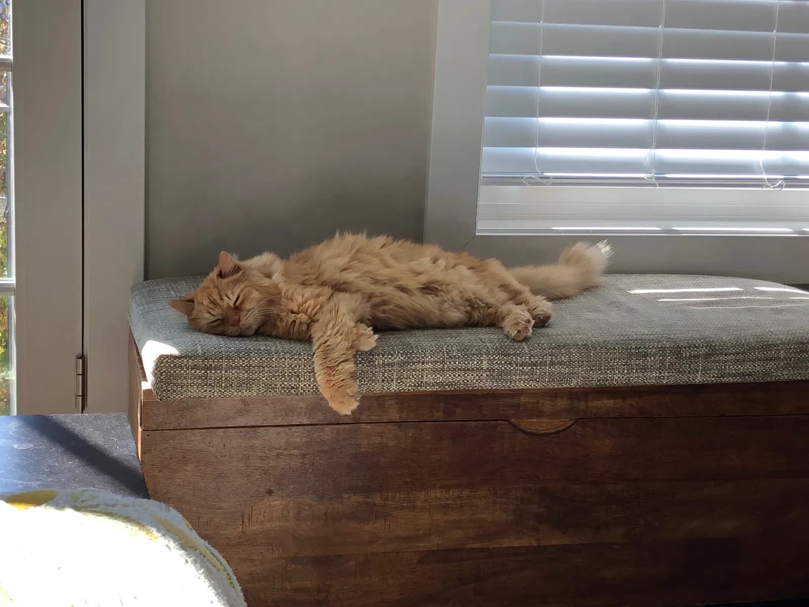 heathcliff, back home in Ohio