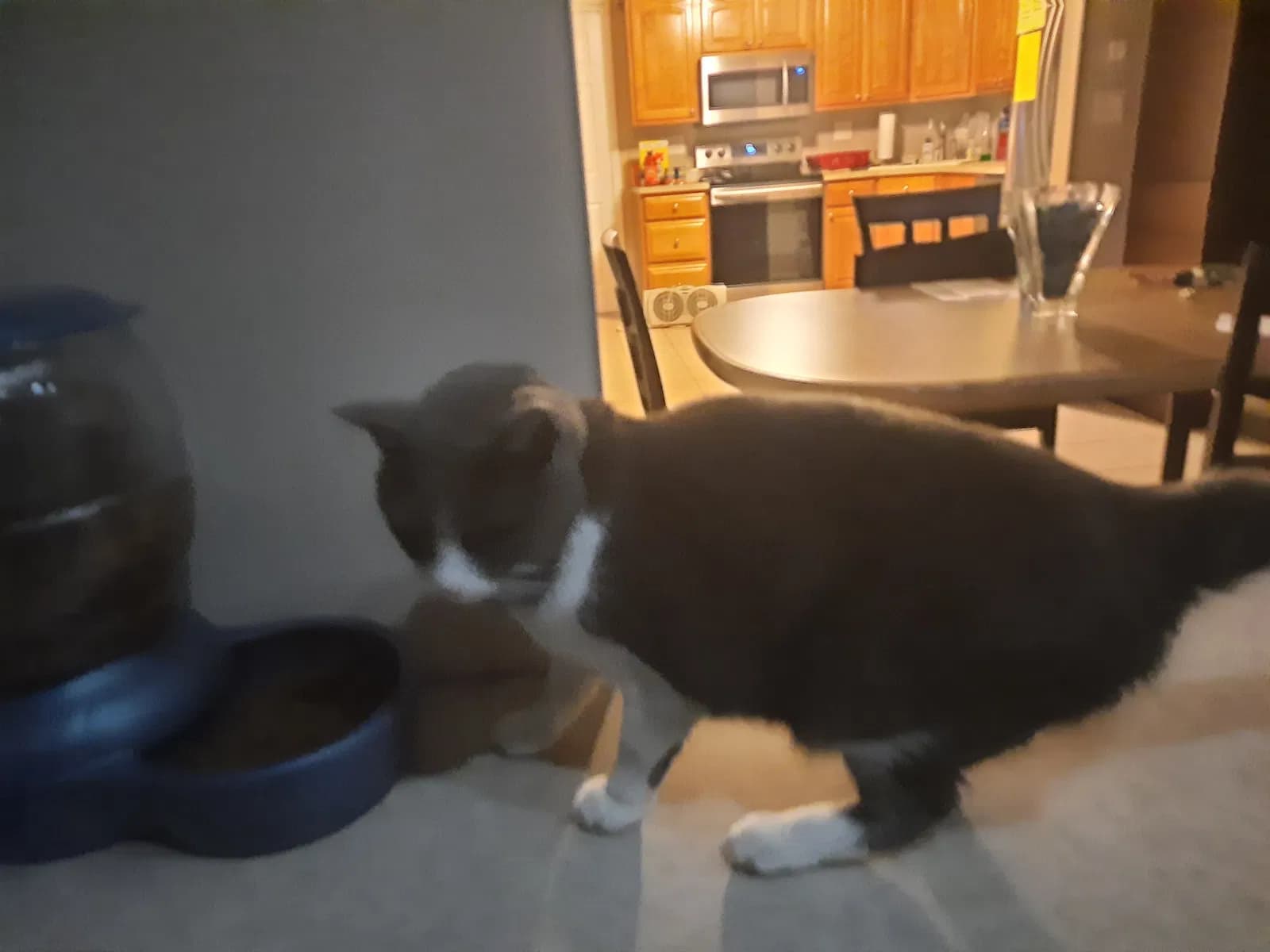 Ellie, back home in Ohio