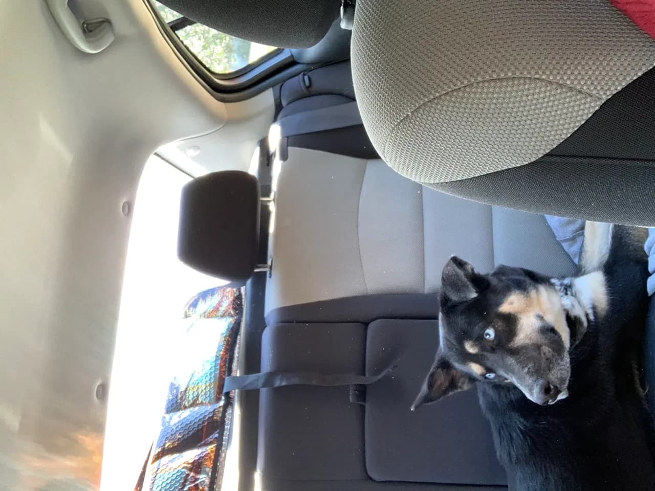 Athena, back home in North Carolina