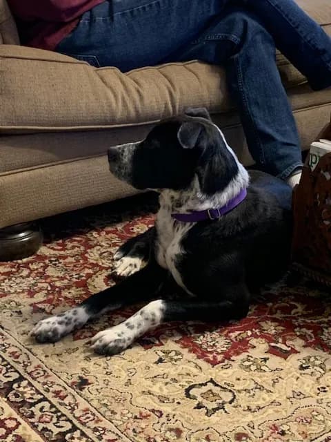 Dante, back home in Illinois