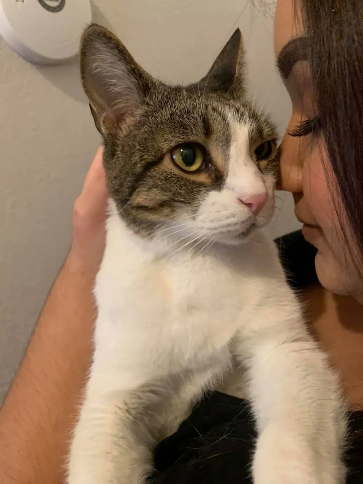 Gus Gus, back home in California