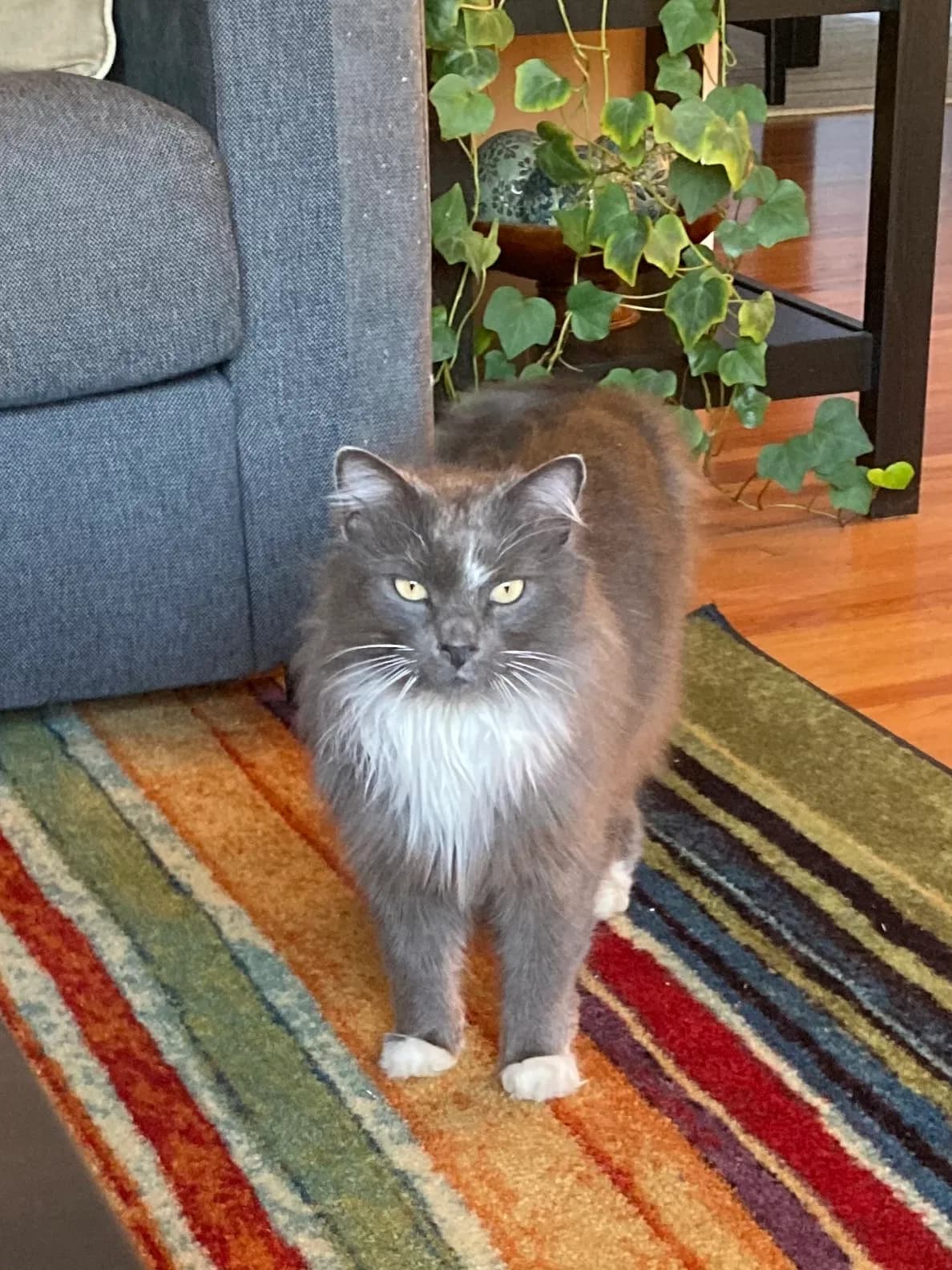 Mittens, back home in Minnesota