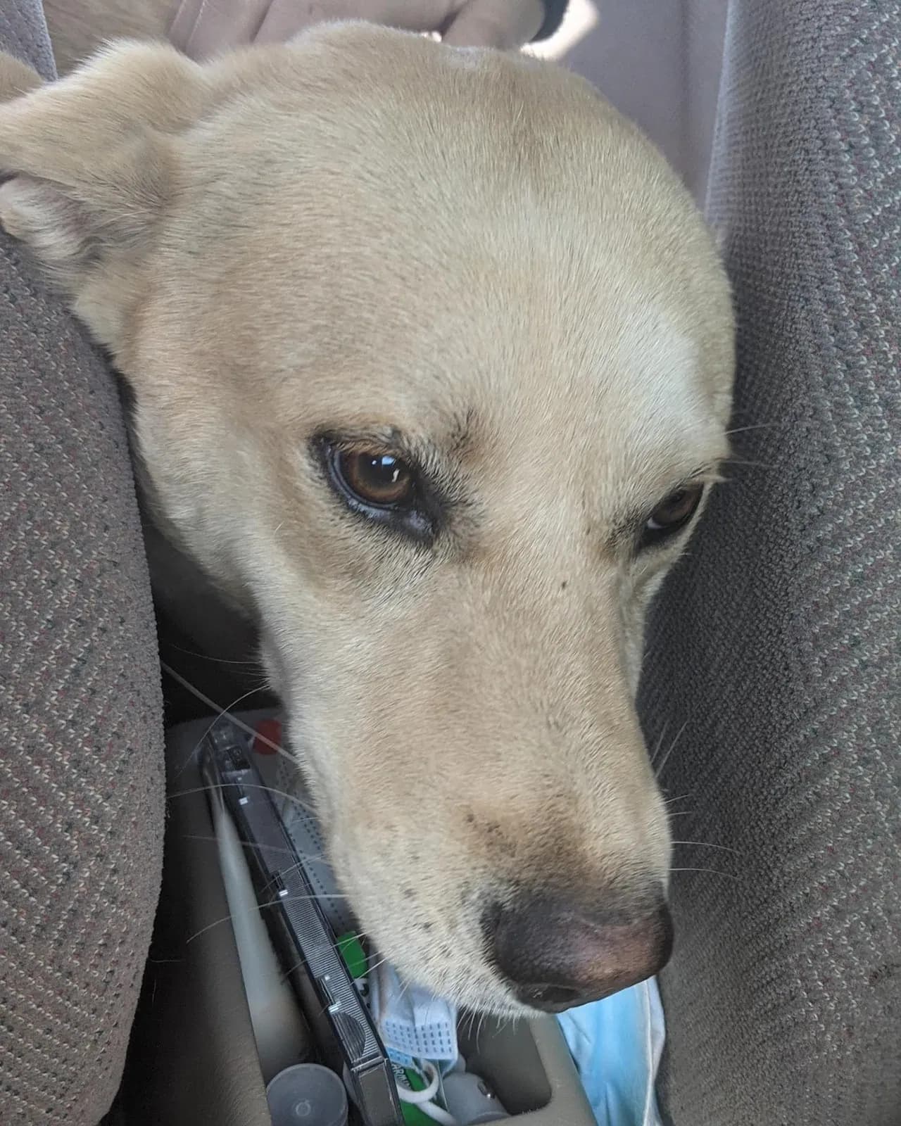 Thor/Guero, back home in Arizona