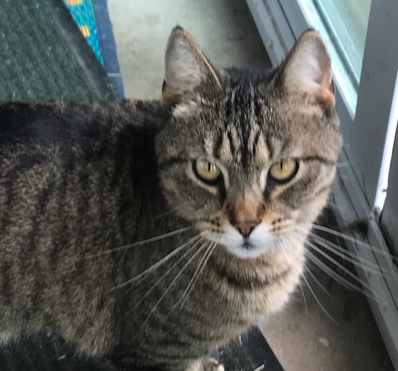 Zorba, back home in Illinois