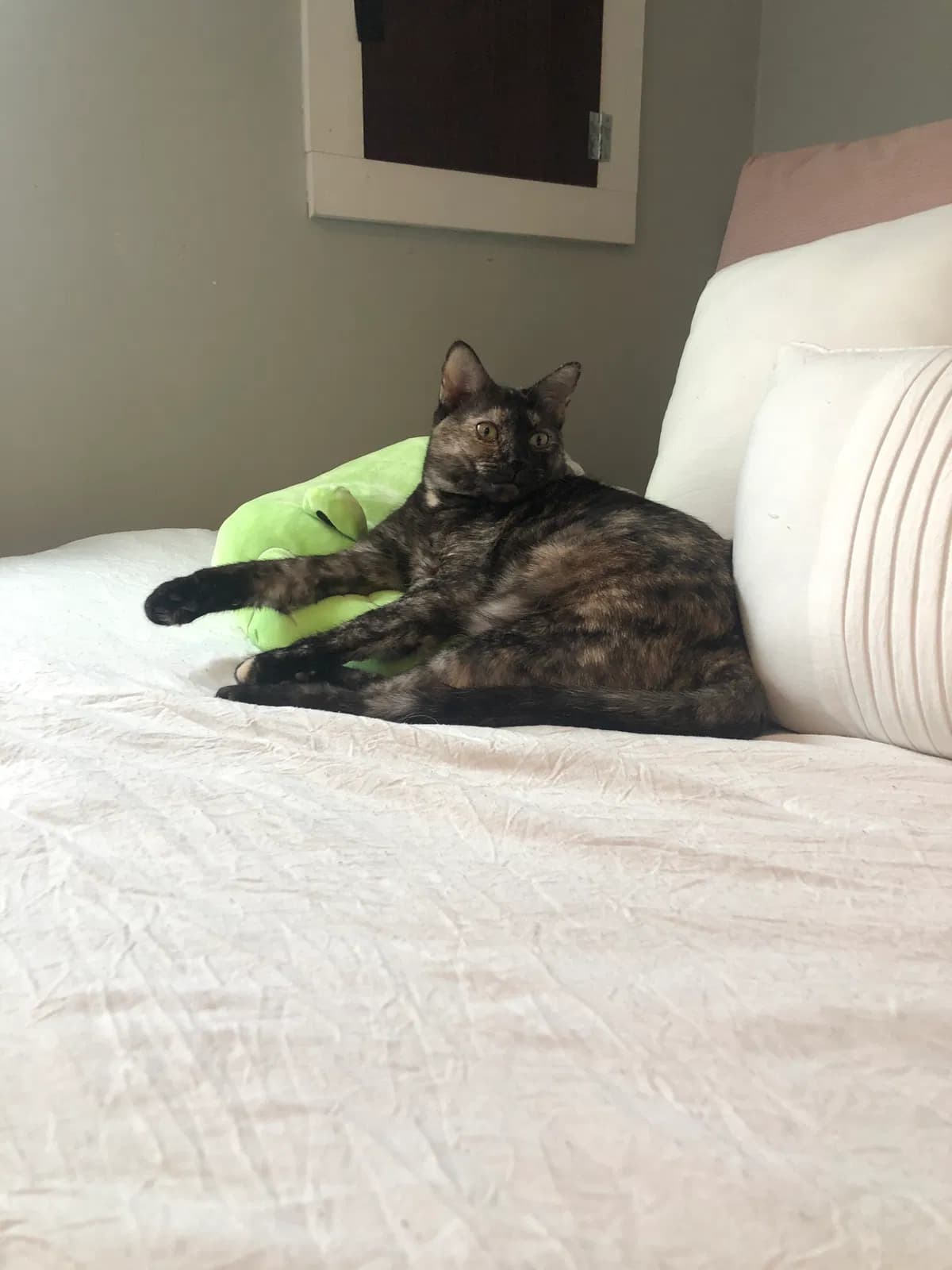 Roxanne/Beanie, back home in Connecticut