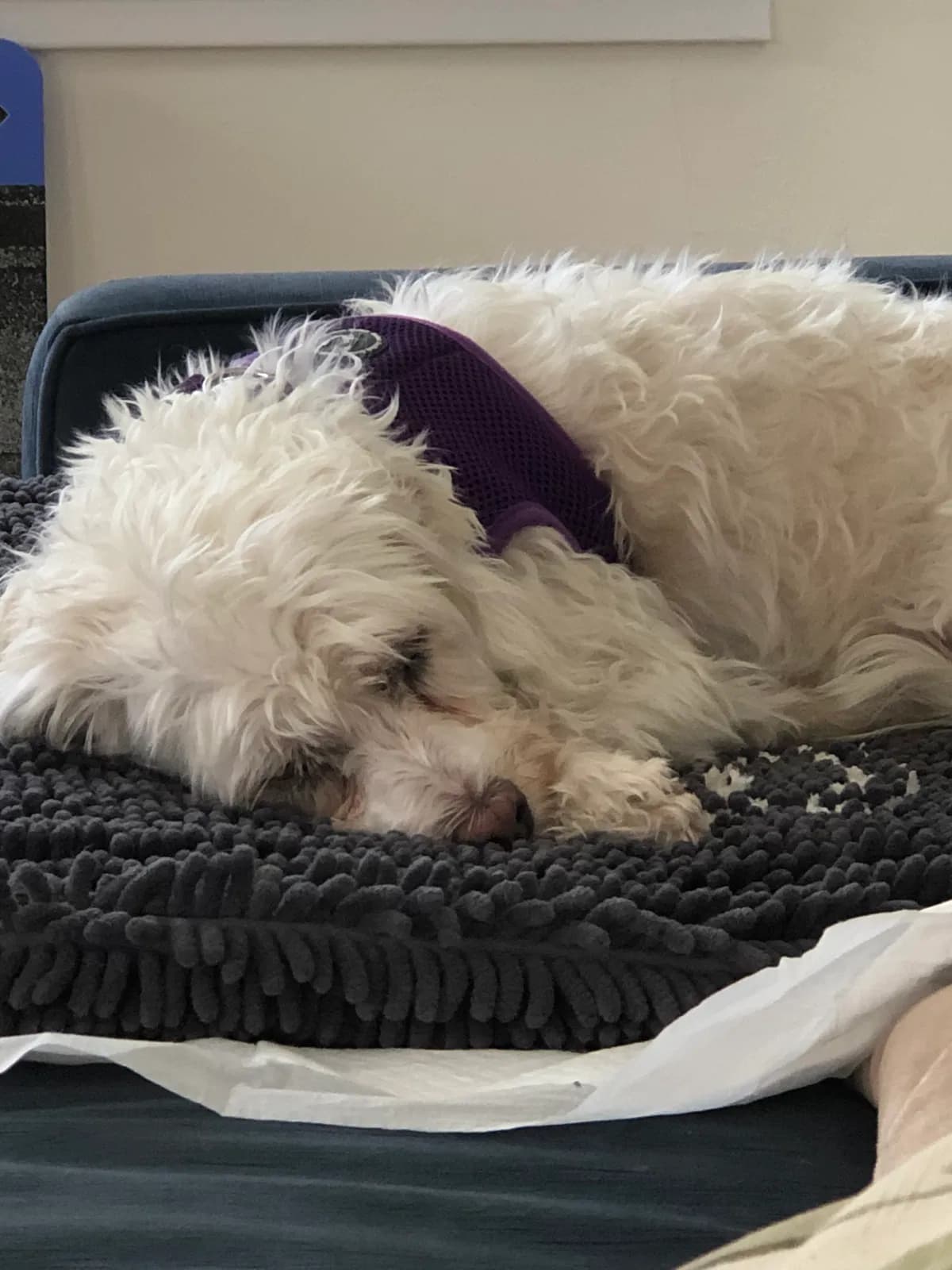 Polly, back home in California