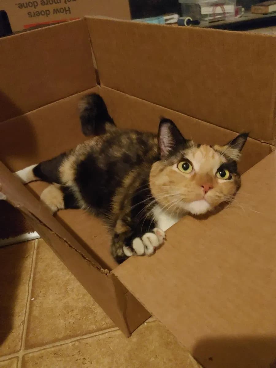 Princess, back home in California