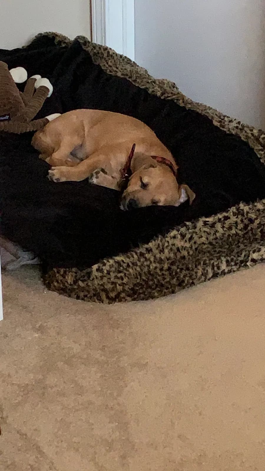 Theo (Beckett), back home in Centennial CO