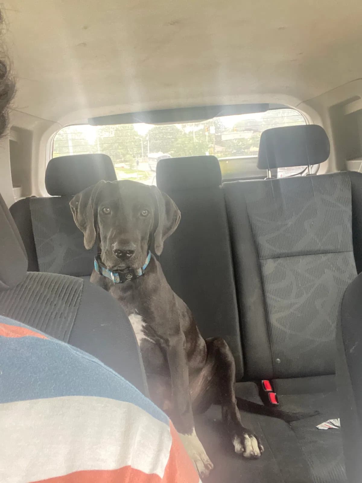 Oso, back home in Indiana