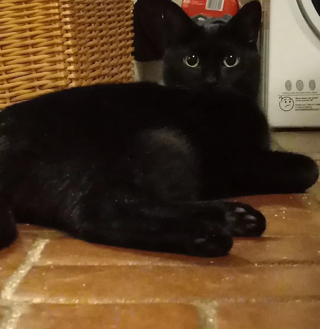 Cosette, back home in California