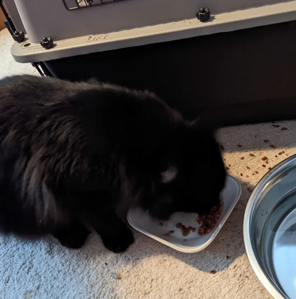 Salem, back home in Washington