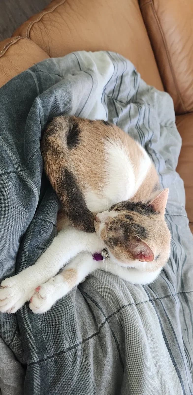 Teeny Taz, back home in Texas
